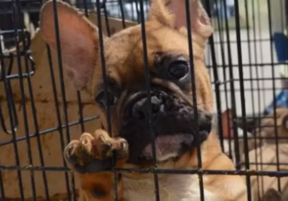 23 Rescued French Bulldogs Going For Adoption In Chicago