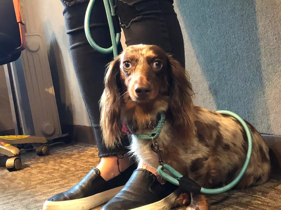 Sweet Sophie The Dachshund Is Looking For A Forever Cuddle Partner
