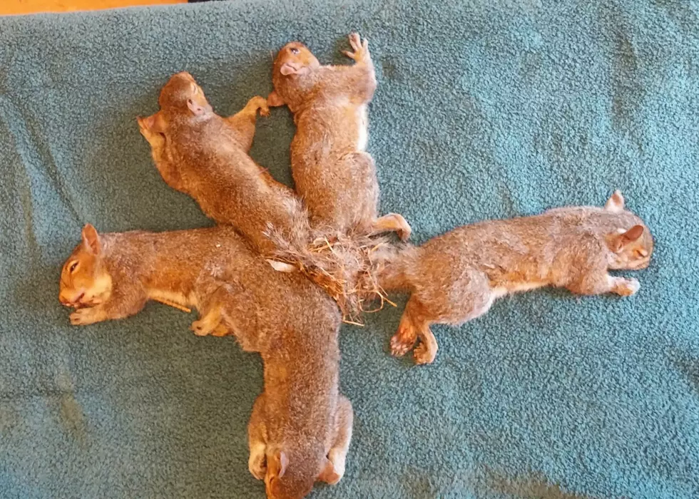 5 Wisconsin Squirrels Tangled in Huge Knot Saved By Veterinarians