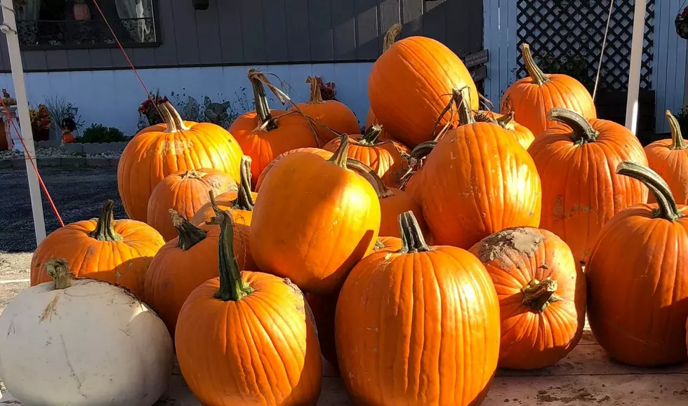 The Greatest Pumpkin Patch of 2018 Might Be in Cherry Valley