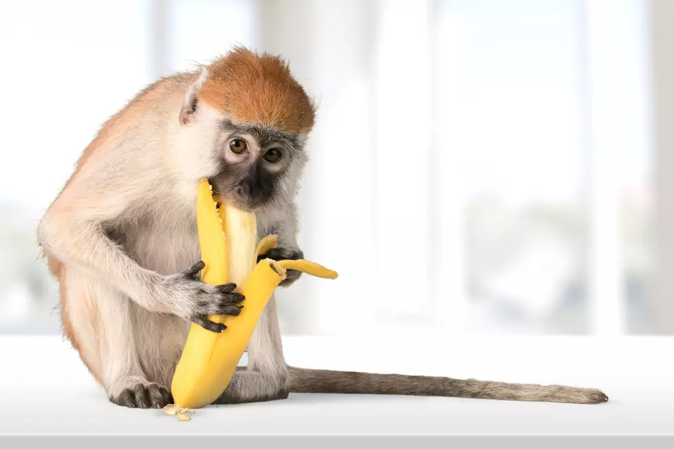 Shocking! We&#8217;ve Been Peeling A Banana The Wrong Way Our Entire Life
