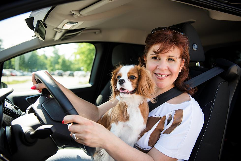 Did You Know You Can Get A Ticket For Holding A Dog While Driving?