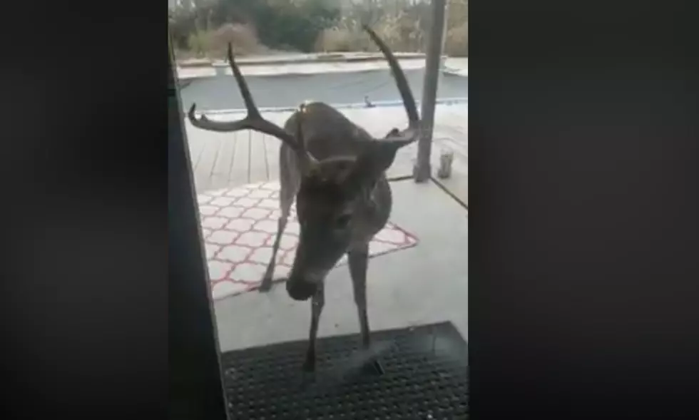 Watch! An Illinois Man Finds Deer 'Knocking' At His Back Door