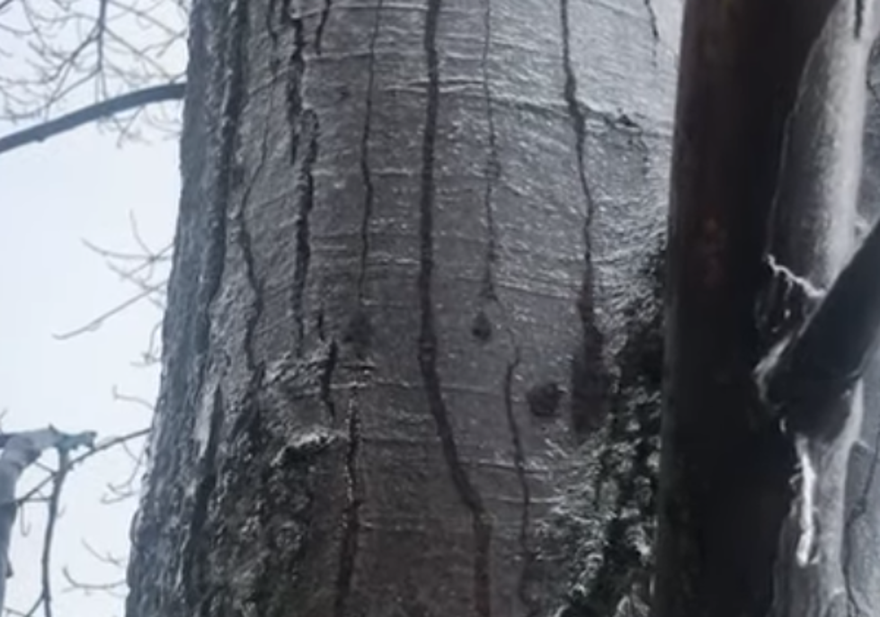 Watch This Frozen Illinois Tree Melt From The Inside
