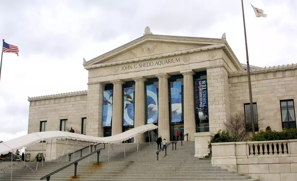 Three of Chicago’s Biggest Museums Ditch Admission Fees Until March 1