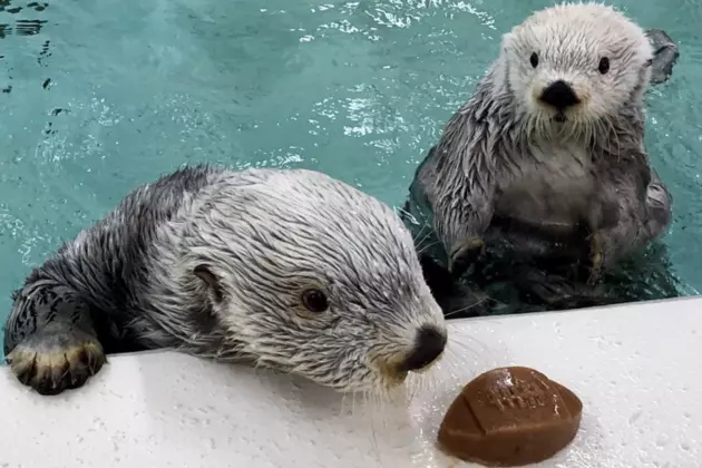 Spend The Day Playing With Sea Otters at Chicago’s Shedd Aquarium