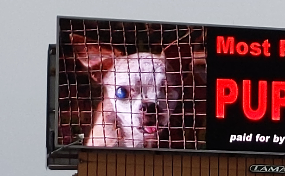 Controversial Puppy Mill Billboard Put Up On Perryville Road In Rockford