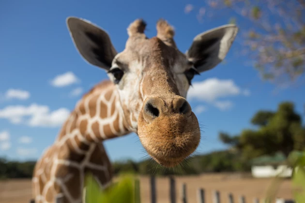 Very Happy Giraffes at Brookfield Zoo Enjoy Break From Cabin Fever