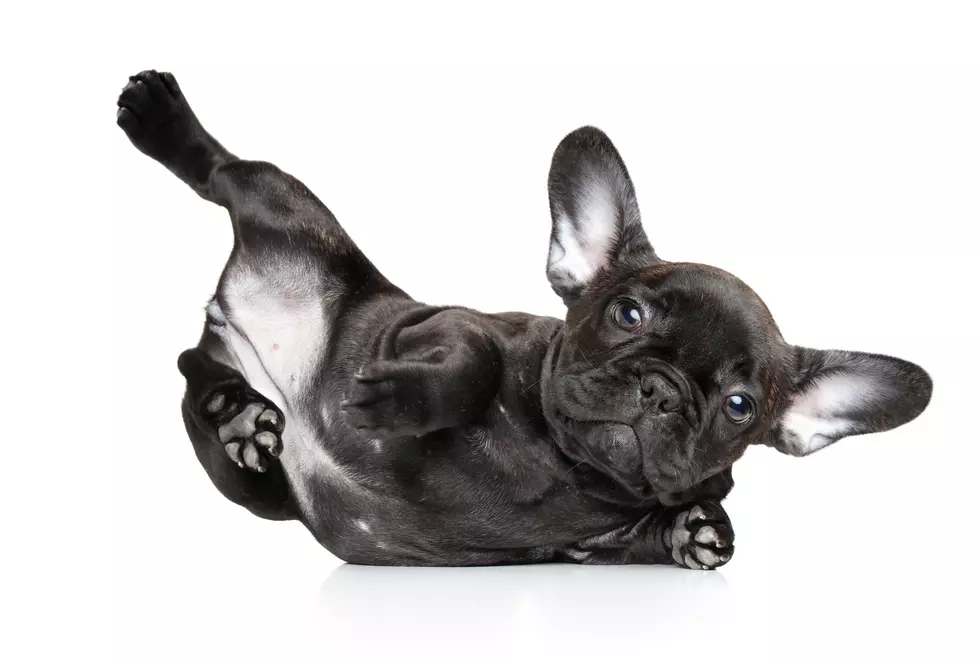Puppy Yoga is Our New Obsession