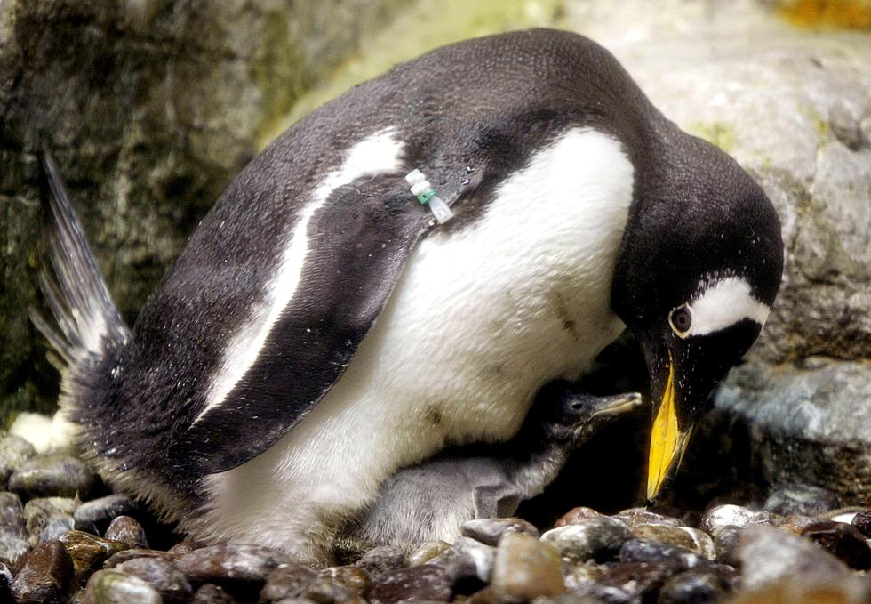 Cuteness Overload: Baby Penguins Born at Chicago’s Shedd Aquarium