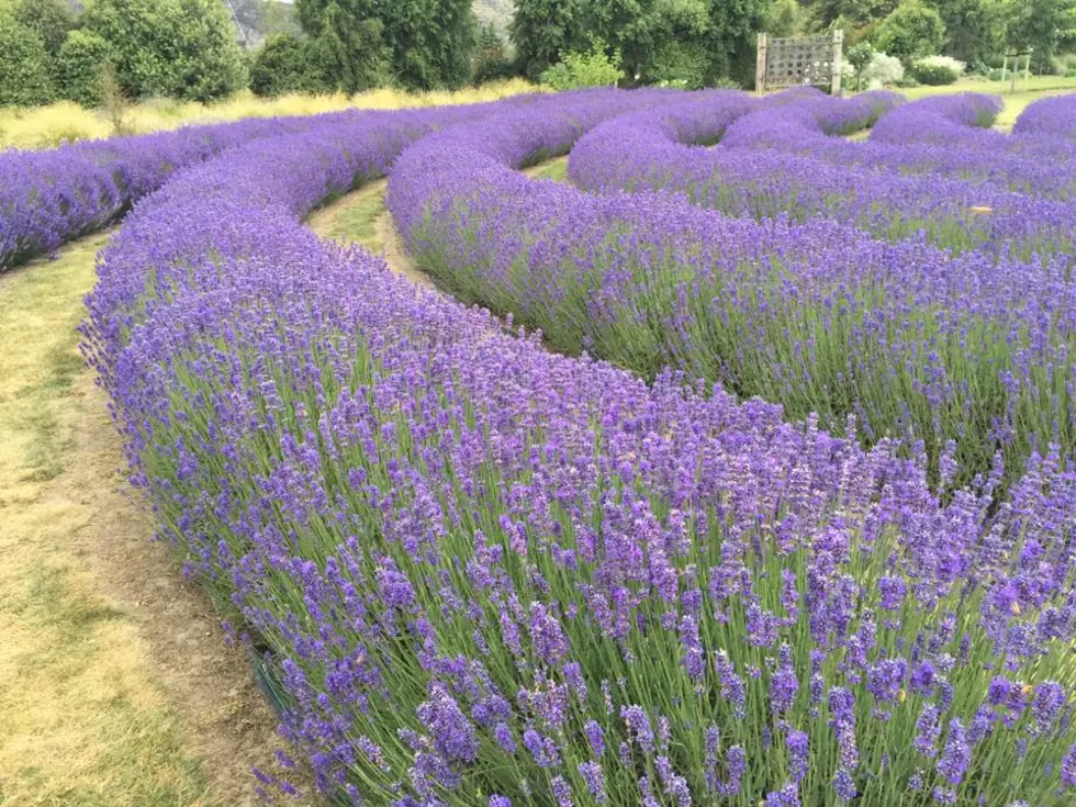 Did You Know There’s a 100-Acre Lavender Field in Illinois?
