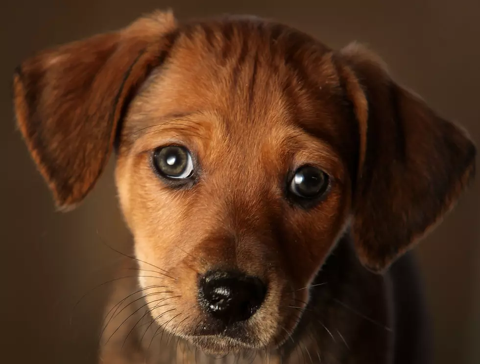 Dogs Have Evolved to Use Their ‘Puppy Dog Eyes’ to Manipulate Humans