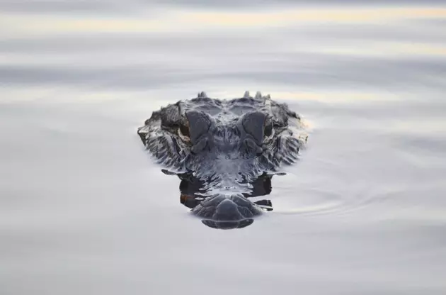Humboldt Park Lagoon Gator Captured