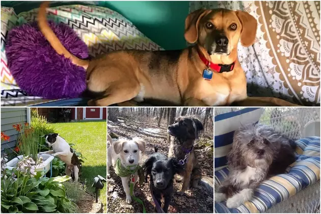 Rockford&#8217;s &#8216;National Mutt Day&#8217; Game is Strong and Adorable