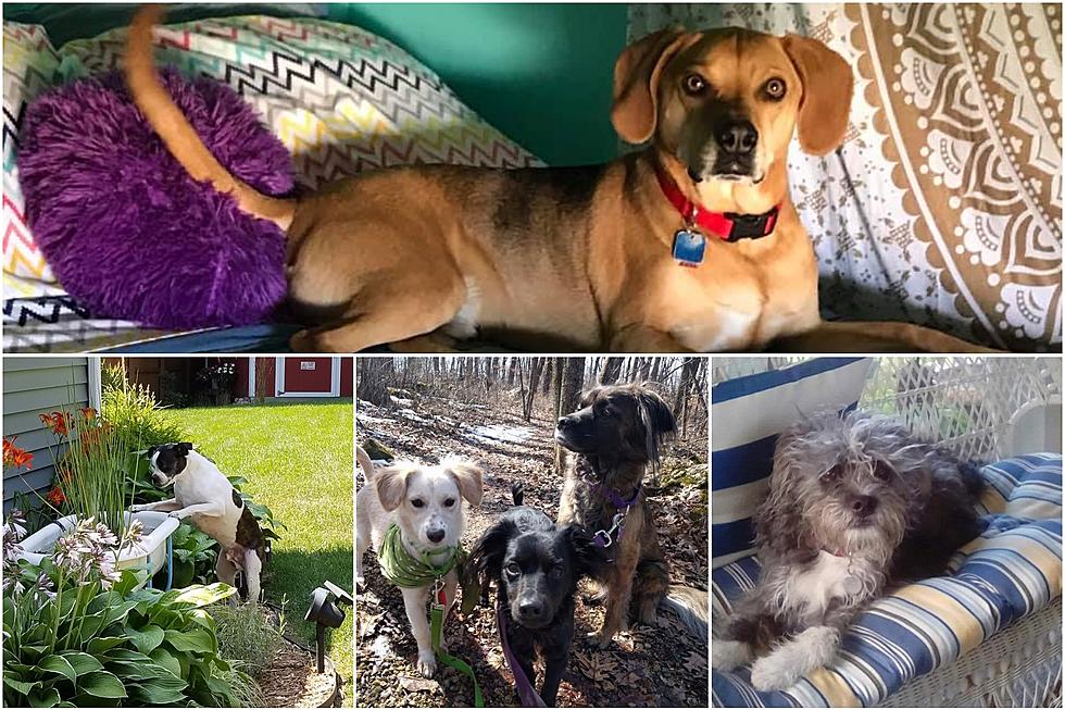 Rockford’s ‘National Mutt Day’ Game is Strong and Adorable