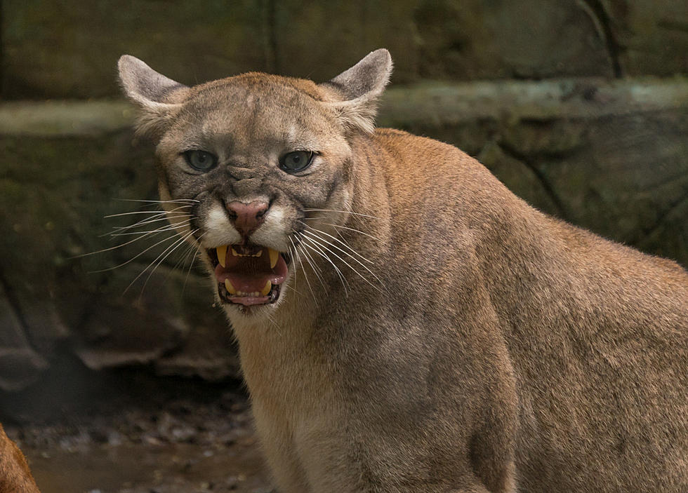 Another Cougar Spotted In Area, This Time In Janesville