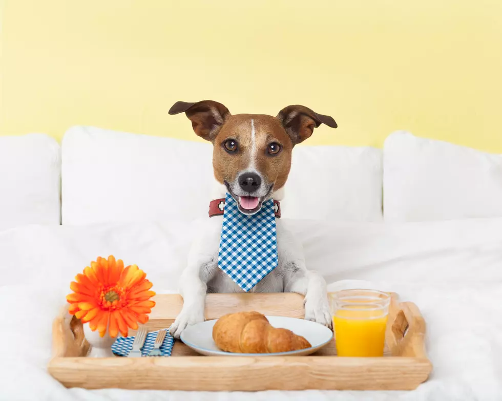Your Dog Could Get a Job Reviewing Pet-Friendly Hotels 