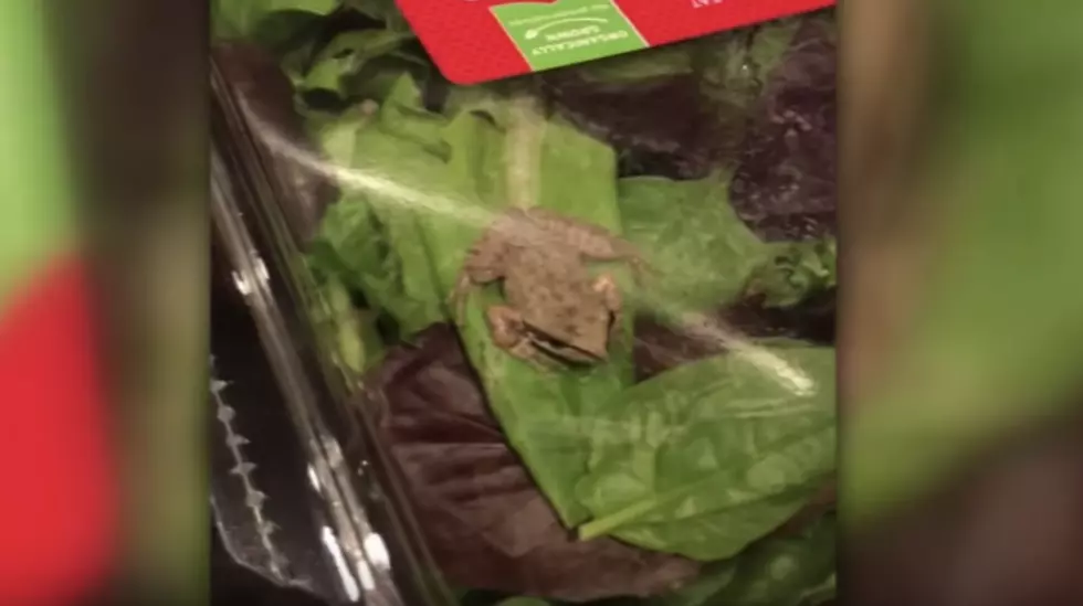 Wisconsin Family Finds a Frog in Their Pre-Packaged Salad