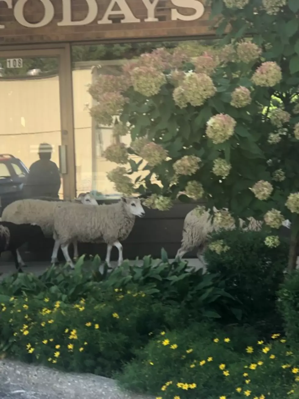 Three Sheep And A Lamb Running Down Alpine Road Isn’t The Setup Of A Joke