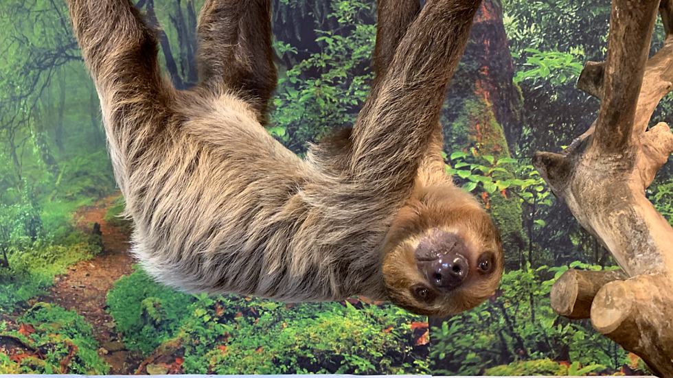 I Met a Baby Sloth at Summerfield Zoo And You Can Too 