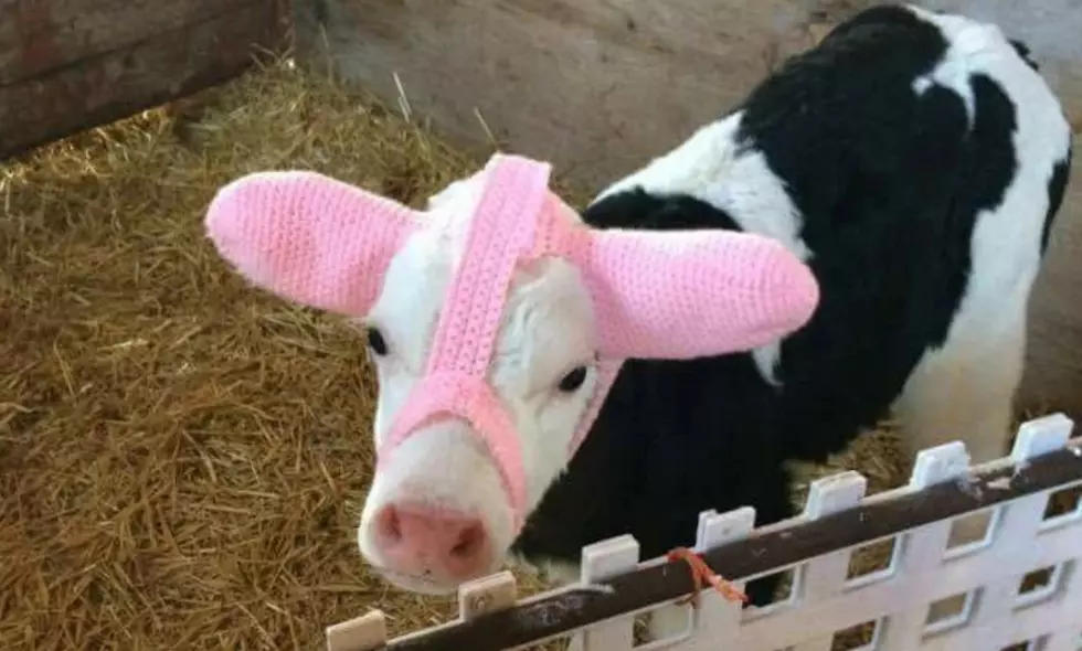 Wisconsin Farmer Invents ‘Moo Muffs’ To Keep Calves Ears Warm