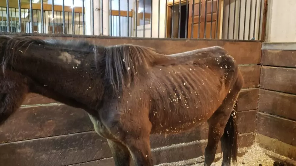 Marengo Horses Found Dead, Owner and Caretaker Arrested