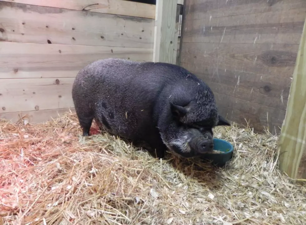 Kevin Bacon, A Pot-Bellied Pig From Woodstock, Needs A New Sty