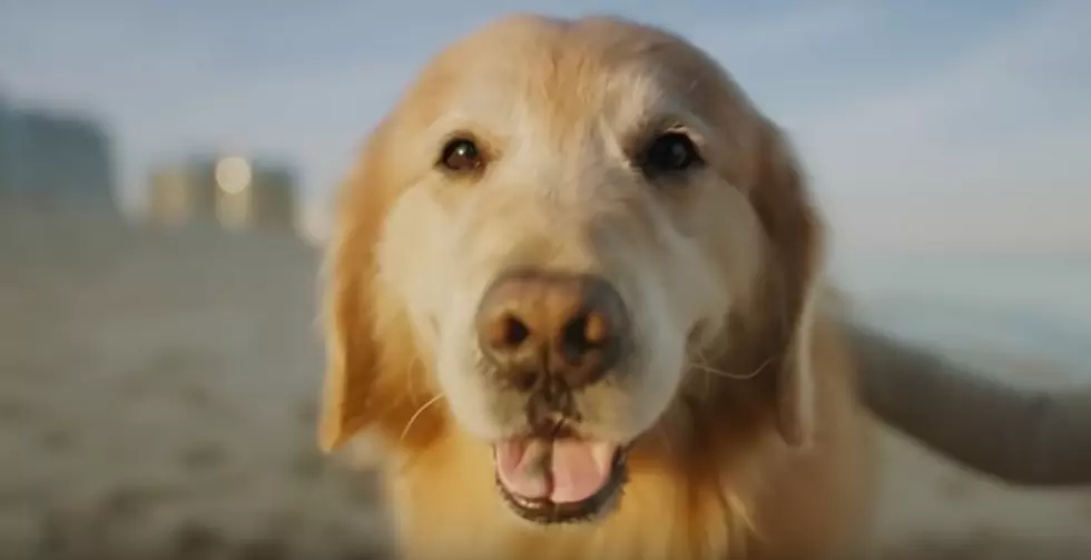 Dog Saved By Madison Vets To Star In Super Bowl Commercial
