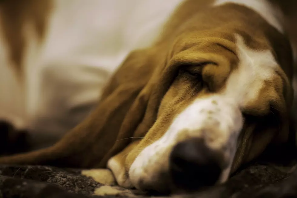 Basset Hound Convention Coming To Rockford