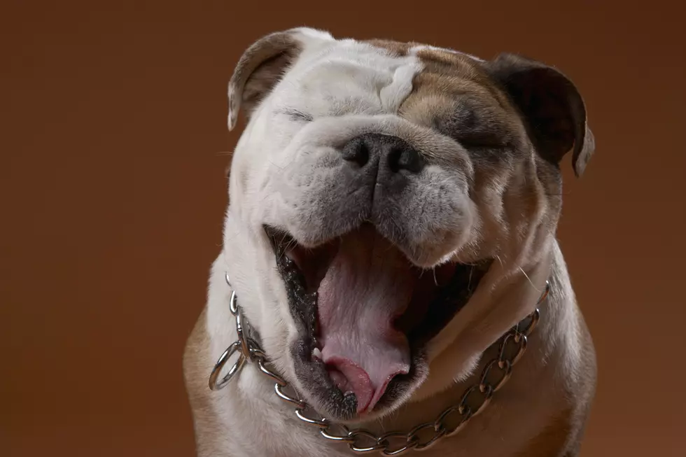 New Dog Collar Will Translate Your Dog’s Barks Into Cuss Words
