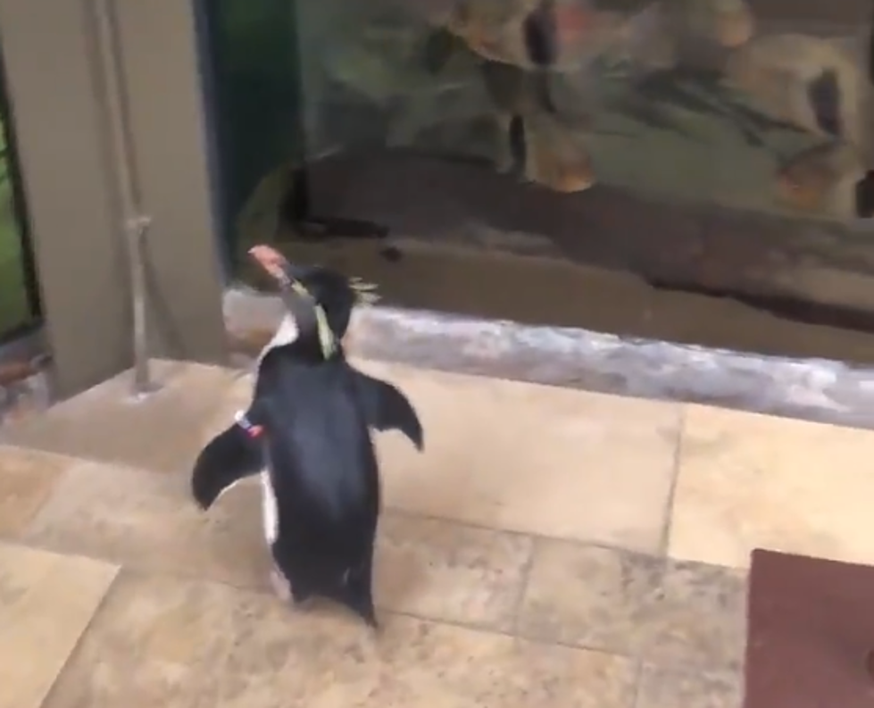 Shedd Aquarium Is Letting Penguins Walk Around Since It's Closed