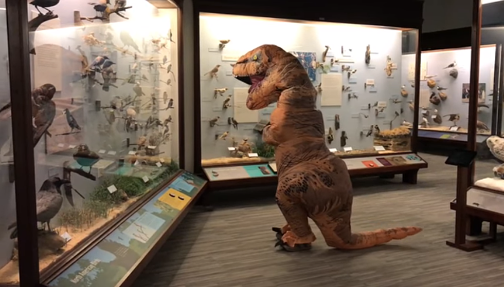 SUE The T. Rex Took A Super Cute Stroll Through An Empty Field Museum