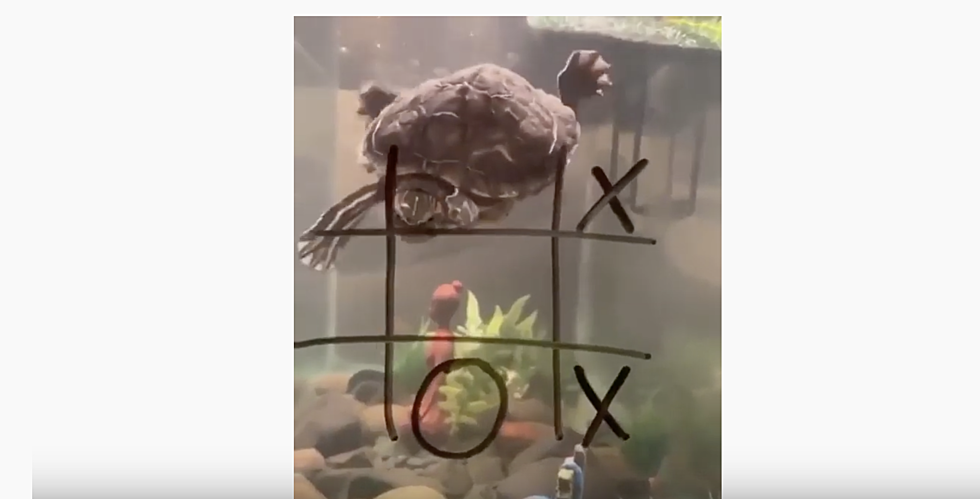 Bored? Play Tic Tac Toe With Your Pets