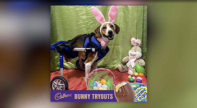 2-legged Dog Named Lt. Dan Was Crowned The Next Cadbury Bunny