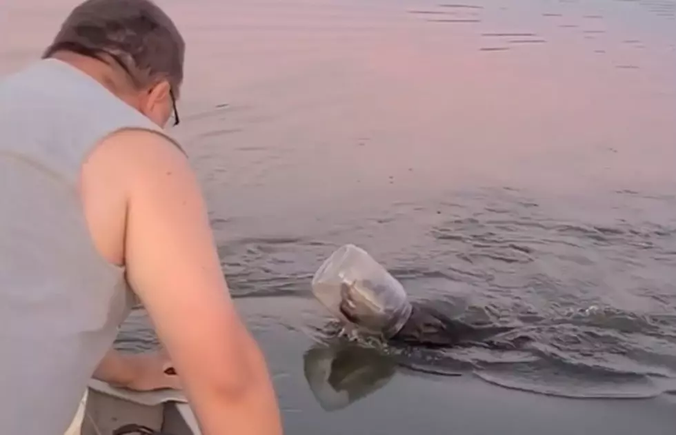 Wisconsin Boaters Save A Swimming Bear With A Plastic Tub Stuck On Its Head