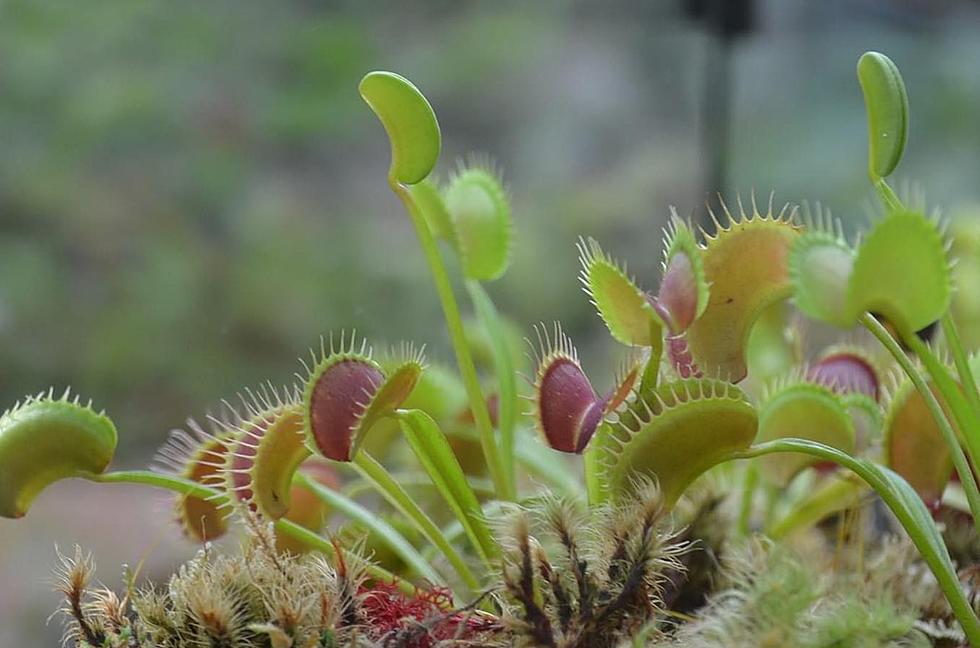 Rockford’s Nicholas Conservatory Has Reopened with Carnivorous Plant Display