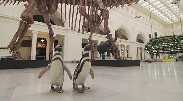 Shedd Aquarium Penguins Took a Field Trip to a Chicago Museum