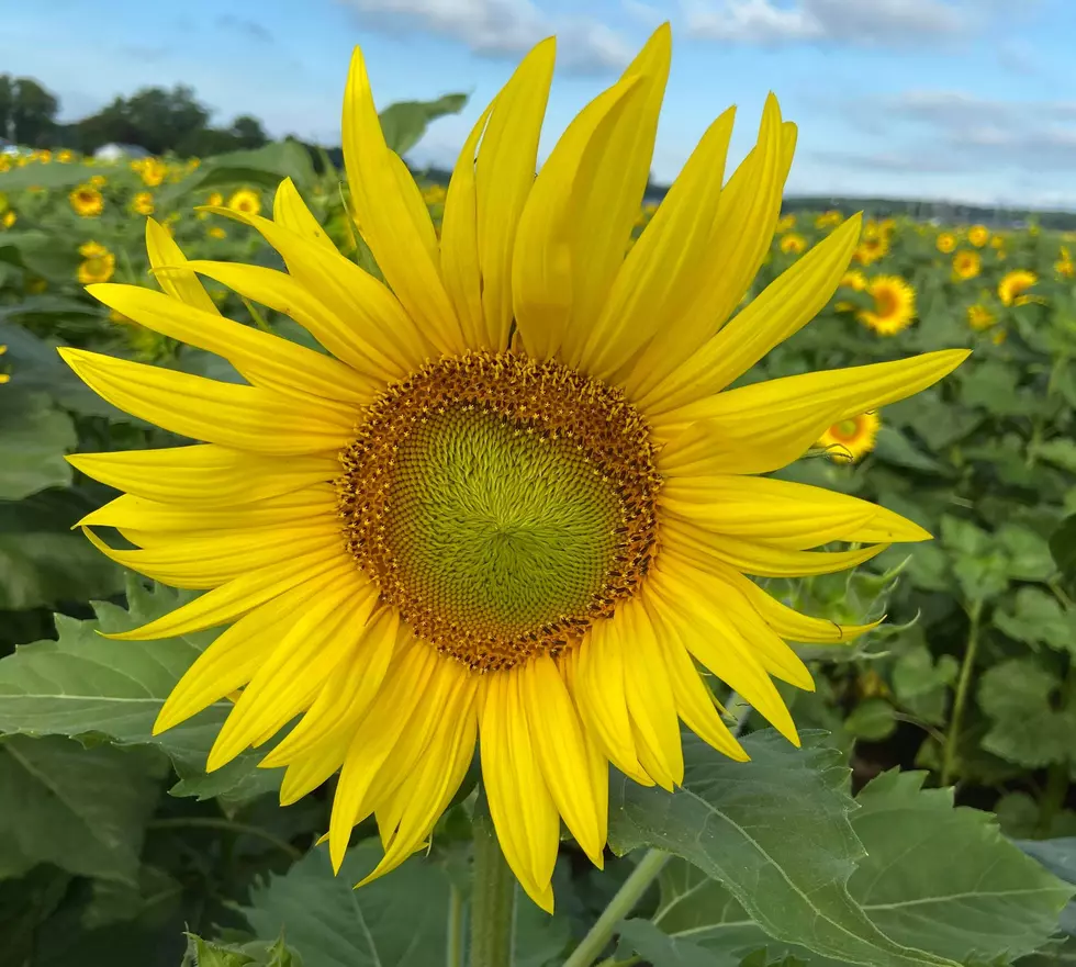 There’s a Second Sunflower Farm in the Stateline and You Better Get There Soon!