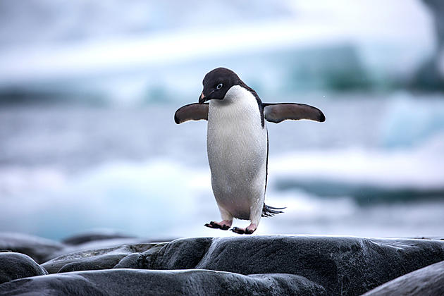 Shedd Aquarium Penguins Visit Gift Shop And Find Stuffed Penguins