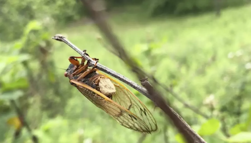 ‘Zombie Cicadas’ Covered in Mind-Controlling Fungus are Emerging