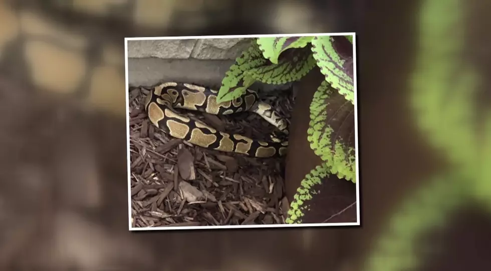 Chicago Couple Gets Trapped Inside Home by 4-Foot Python
