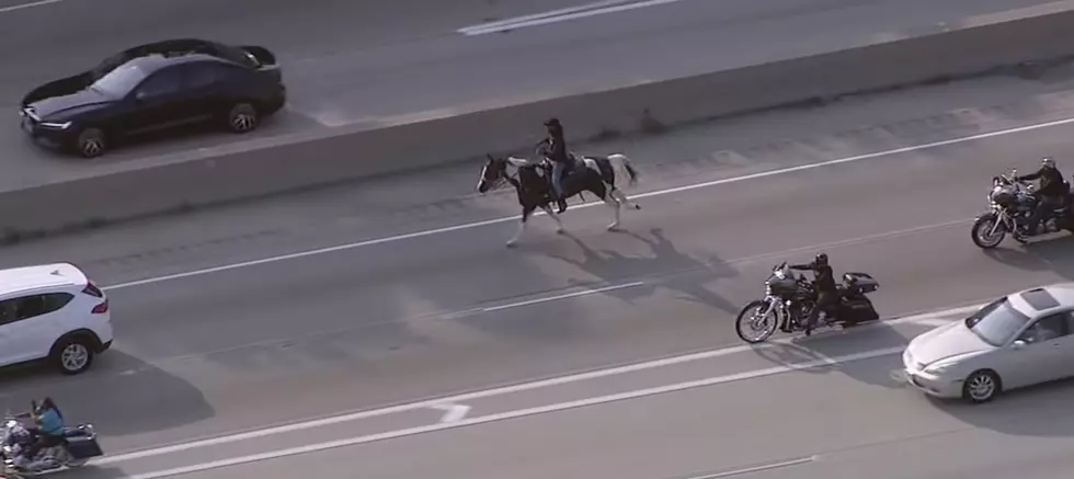 "Dreadhead Cowboy" Rides Horse on Chicago Highway Because #2020 