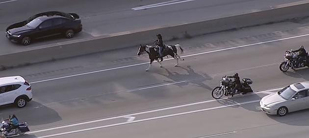 &#8220;Dreadhead Cowboy&#8221; Rides Horse on Chicago Highway Because #2020