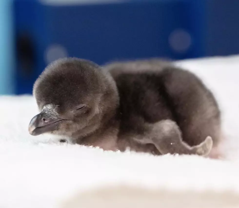 Shedd Aquarium's New Baby Penguins Are Here to Make Your Week