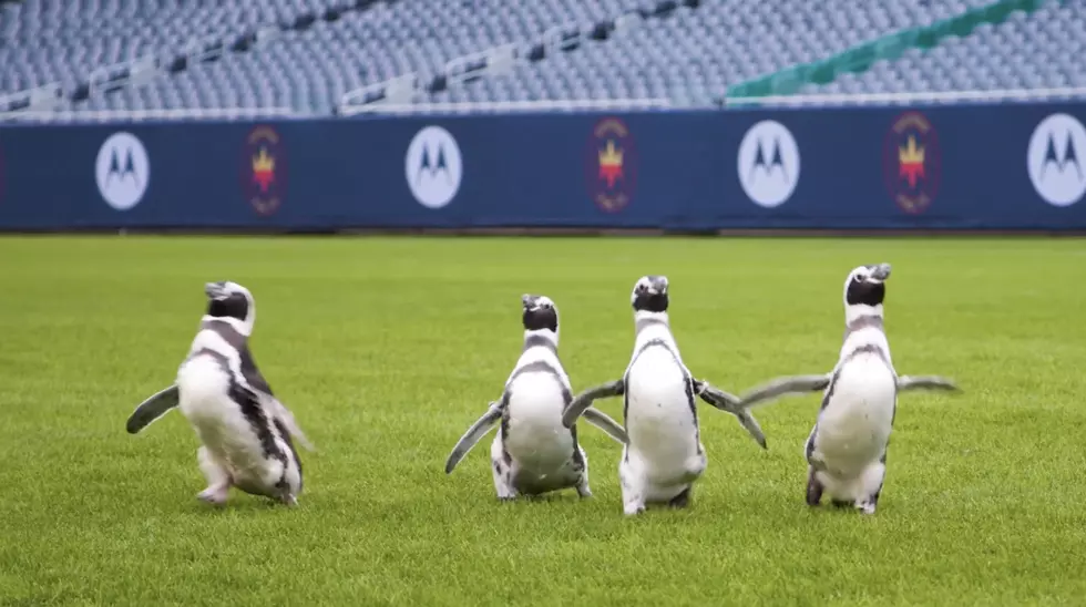 Watch The Shedd Aquarium Penguins Visit Solider Field