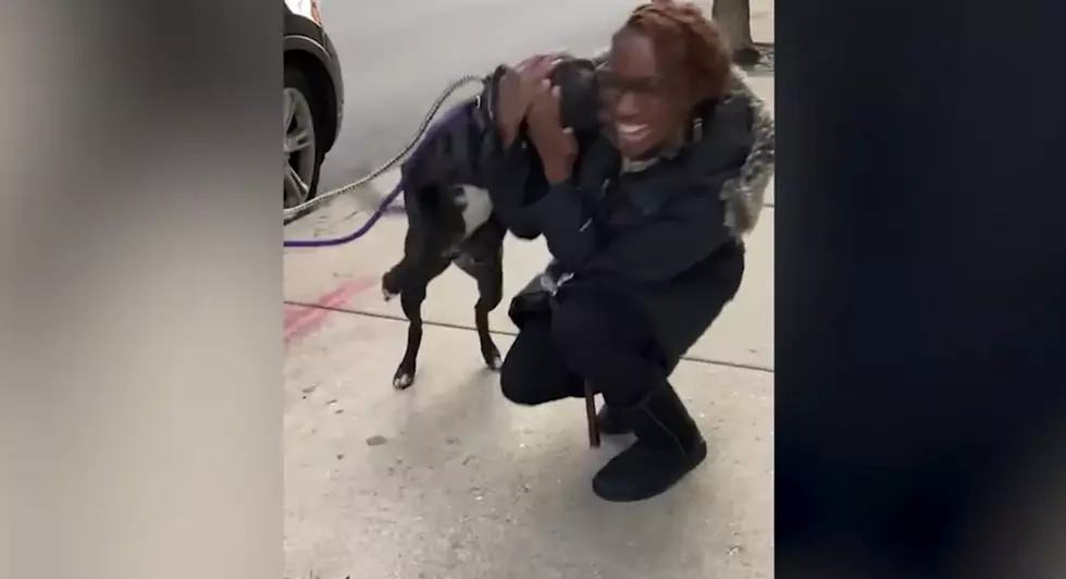 WATCH: Dog Reunites With Family After Being Lost 11 Months