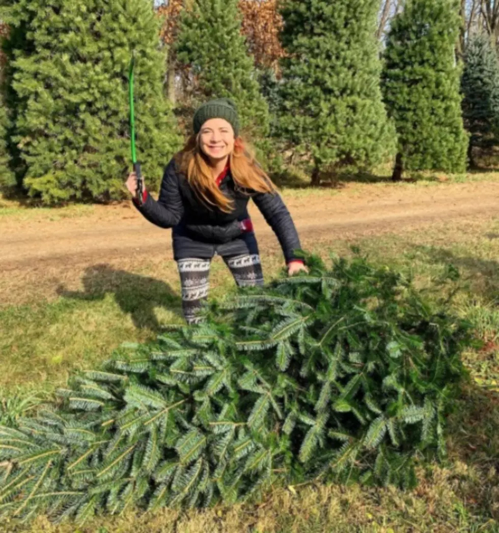 Five Of The Best Christmas Tree Farms In The Rockford Area