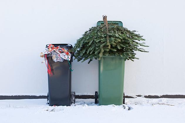 12 Places to Recycle Your Christmas Tree in The Rockford Area