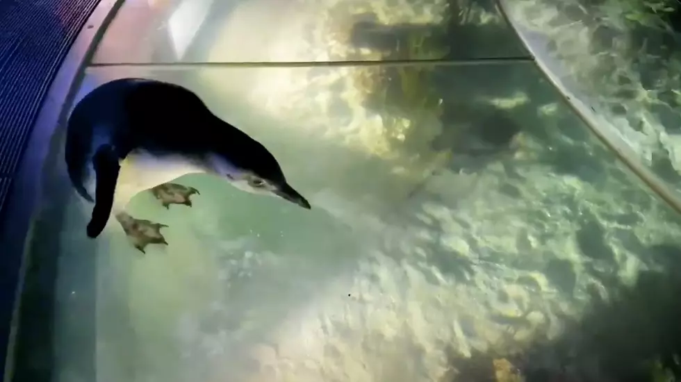 VIDEO: Chicago’s Shedd Aquarium Penguins First Field Trip of 2021