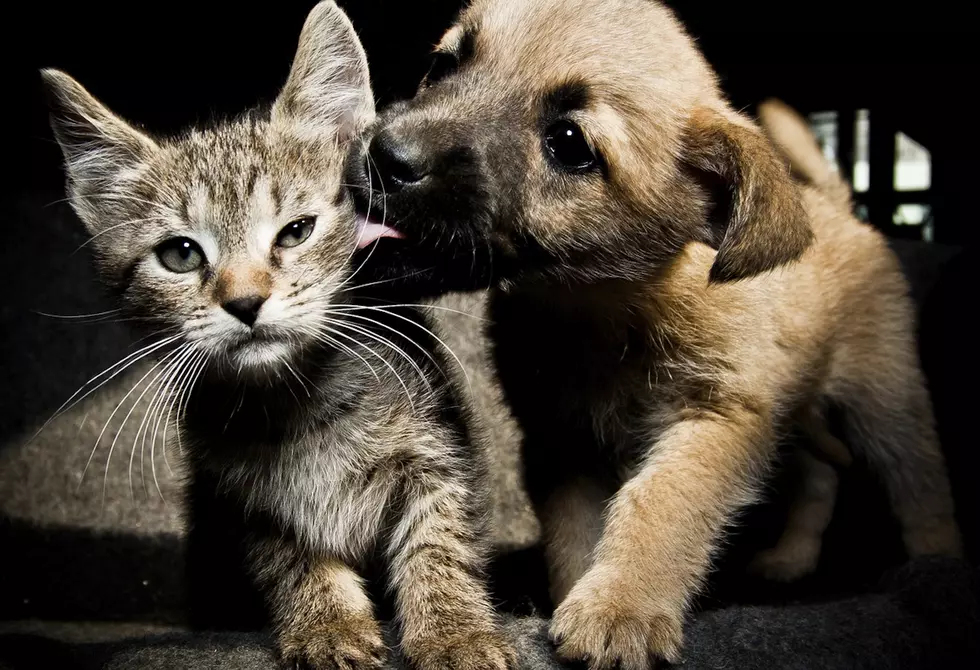 Noah’s Ark Has Special Request on Behalf of Their Kittens and Puppies